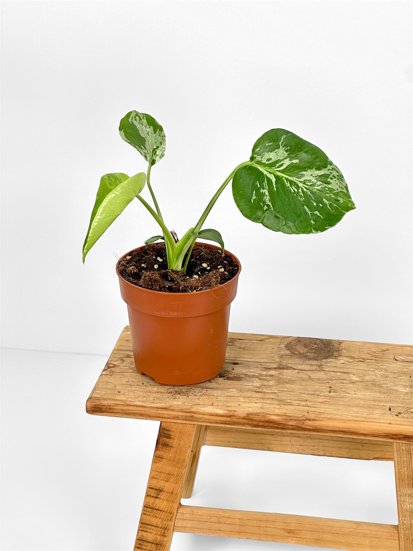 Monstera Bulbasaur