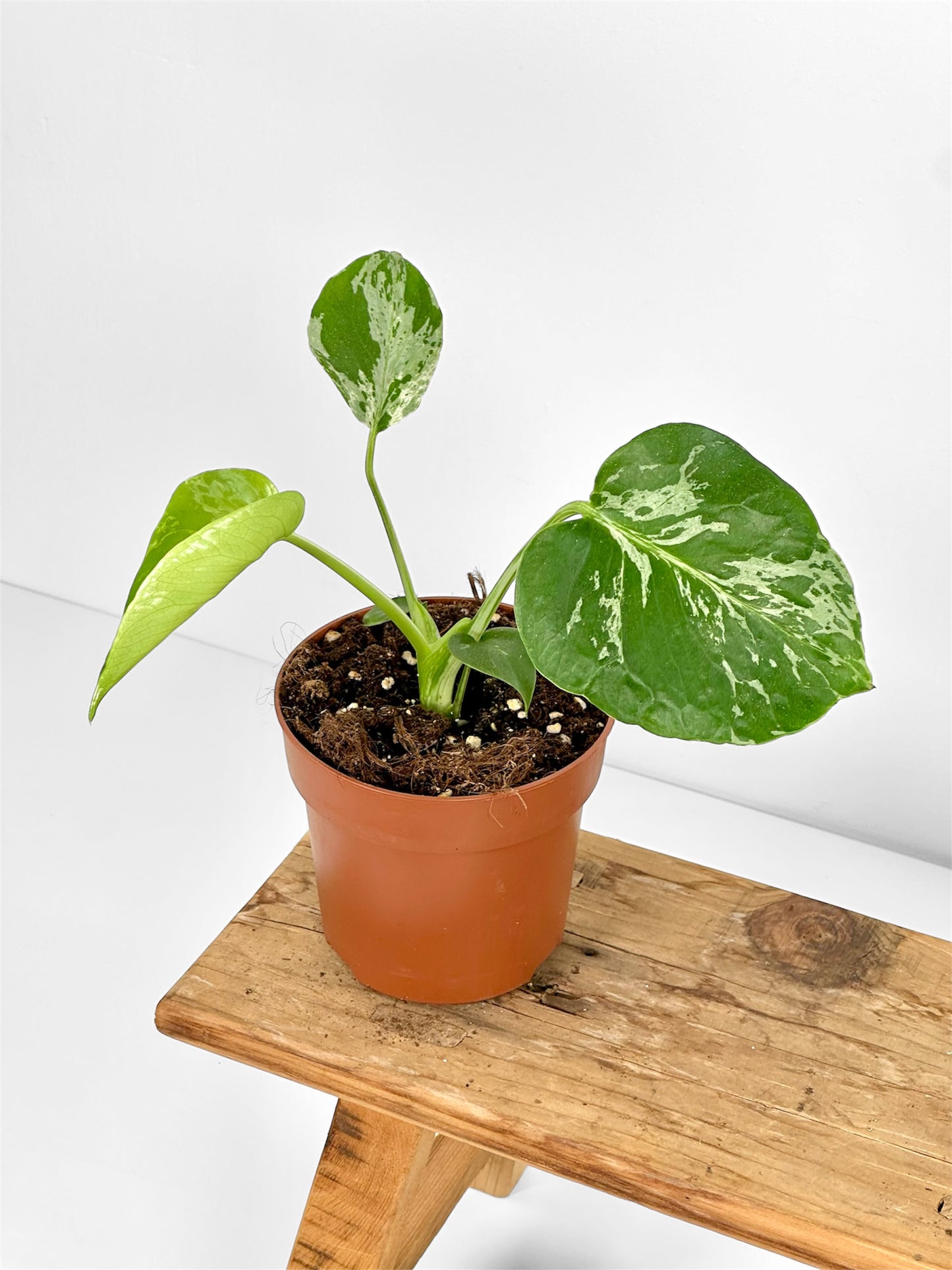 Monstera Bulbasaur