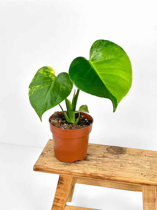 Monstera deliciosa aurea