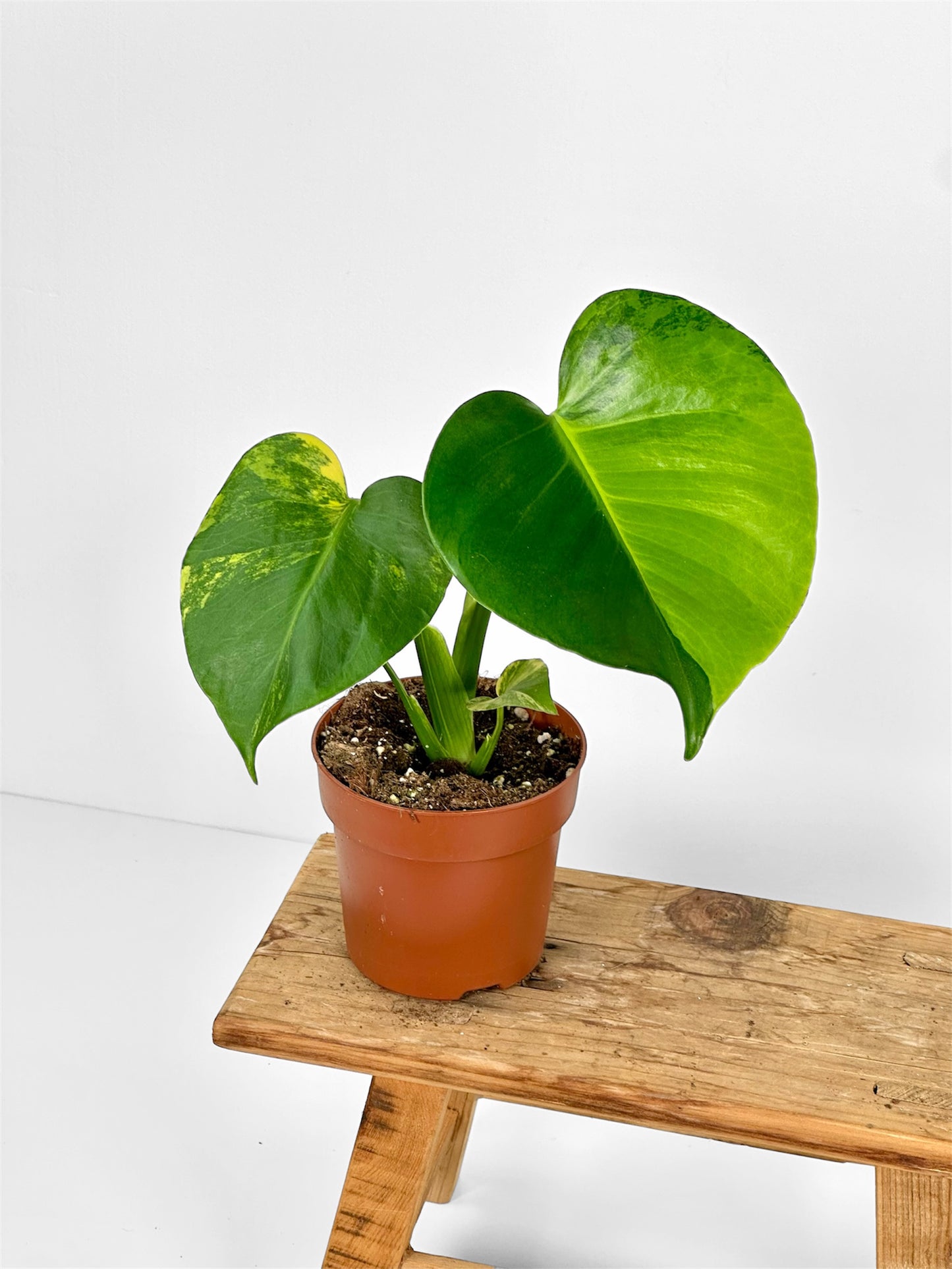 Monstera deliciosa aurea