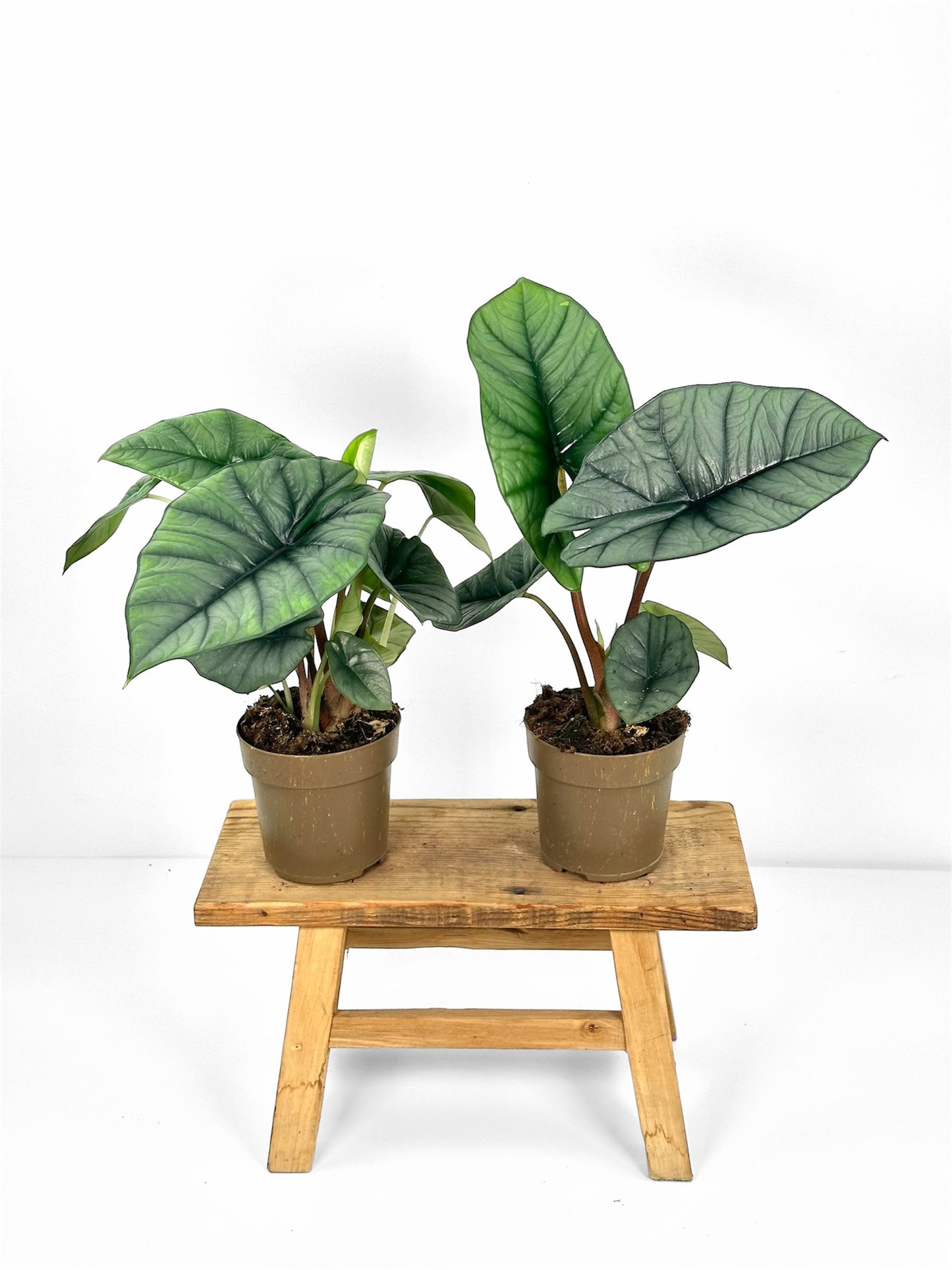 Alocasia Platinum