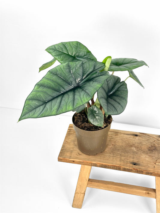 Alocasia Platinum