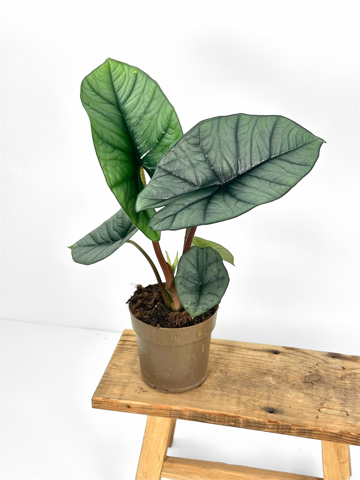 Alocasia Platinum