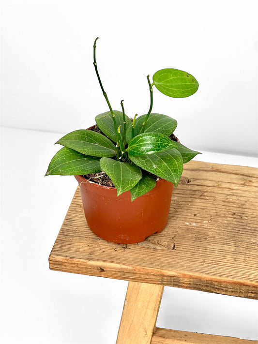 Hoya Fitchii