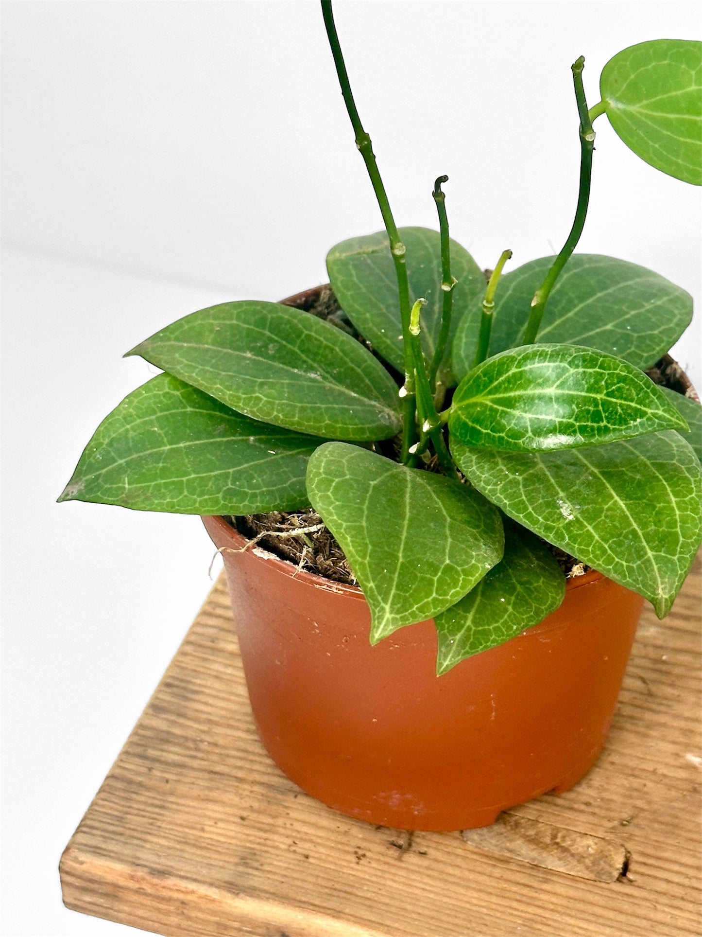 Hoya Fitchii