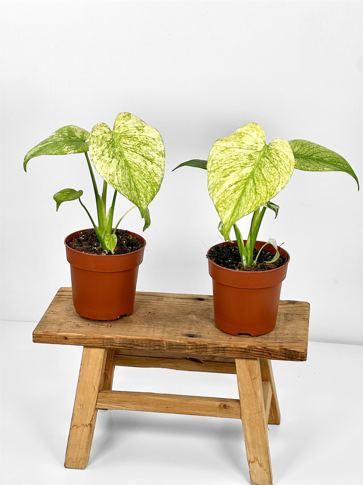 Monstera Deliciosa White Monster