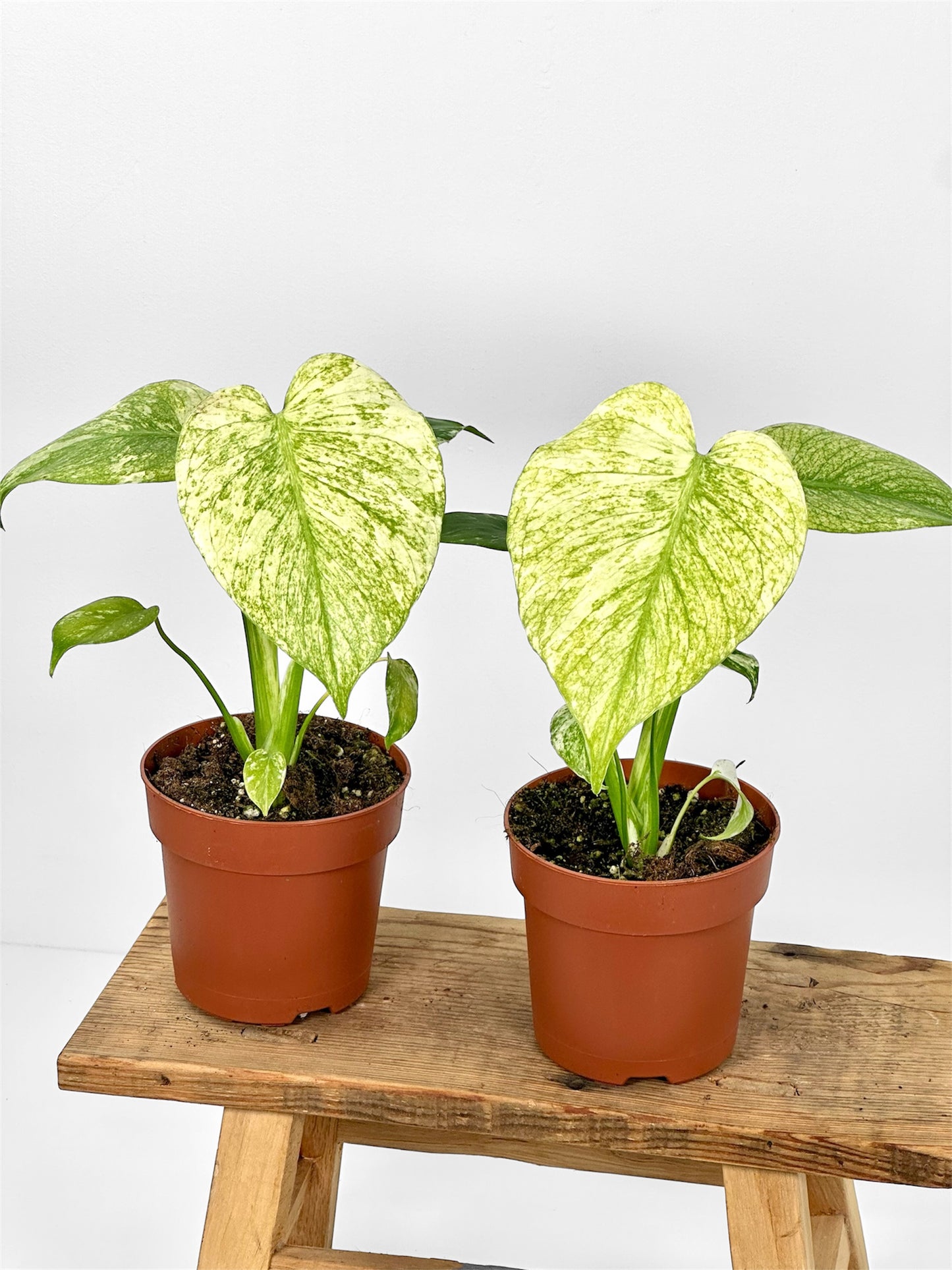 Monstera Deliciosa White Monster