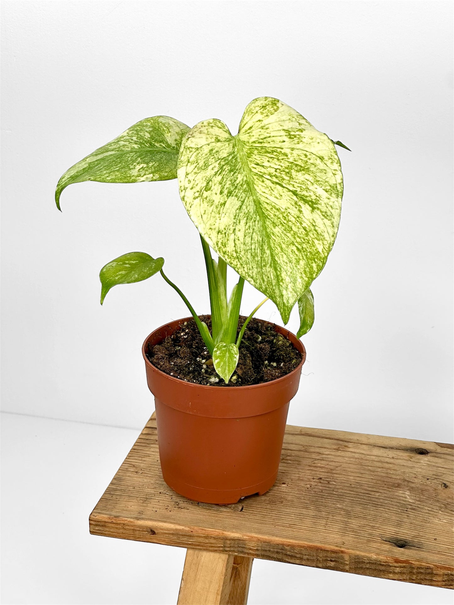 Monstera Deliciosa White Monster
