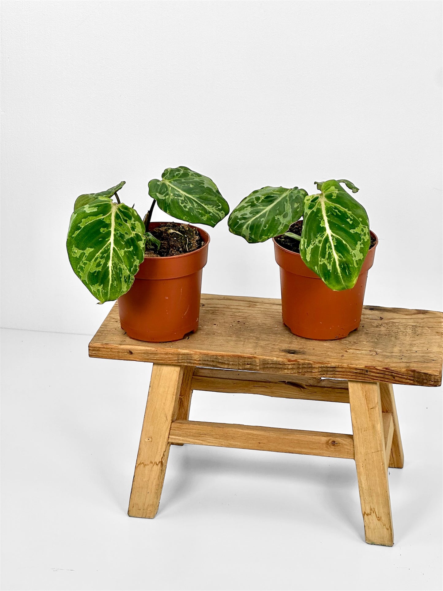 Philodendron Gloriosum variegta