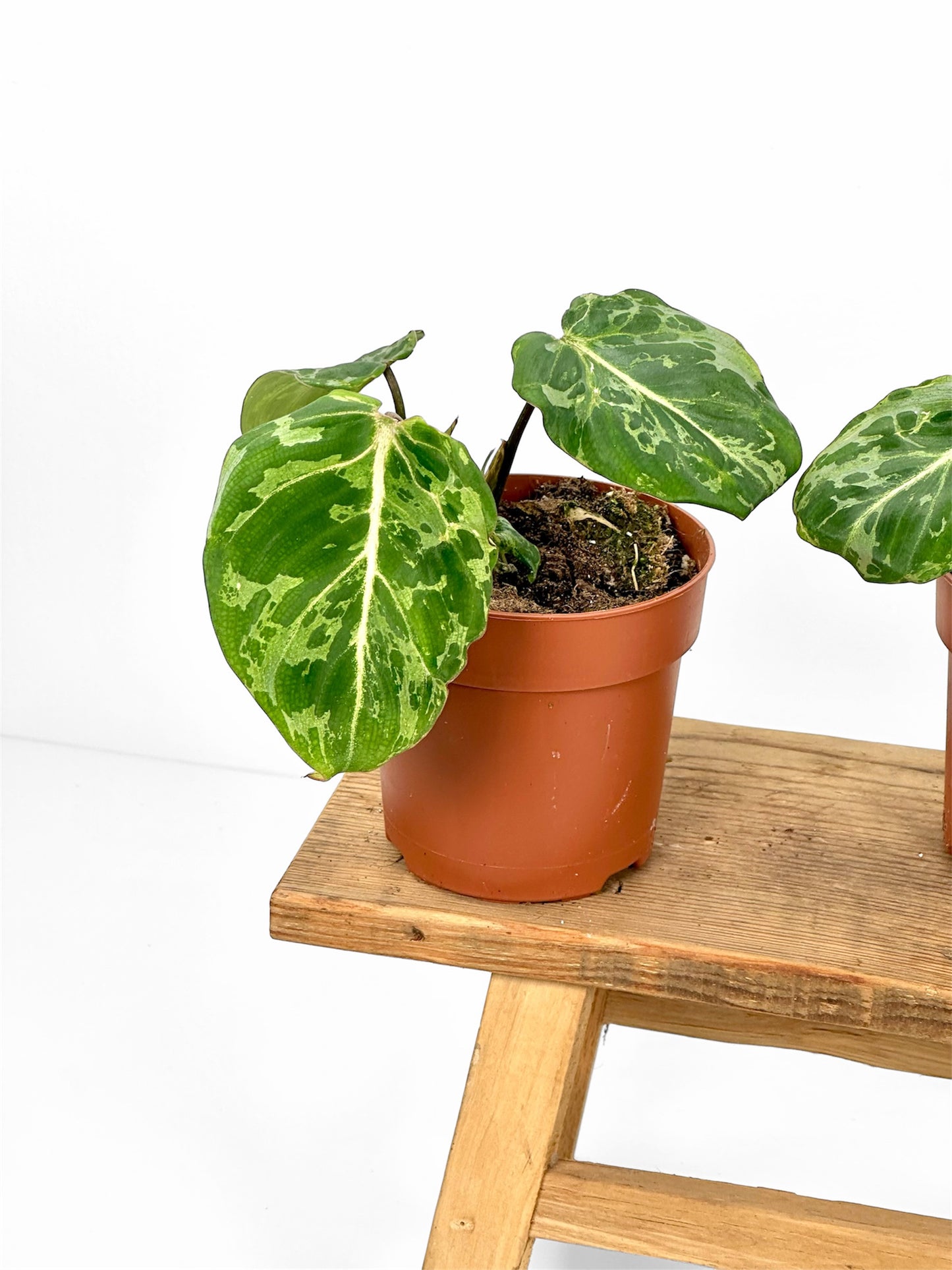 Philodendron Gloriosum variegta