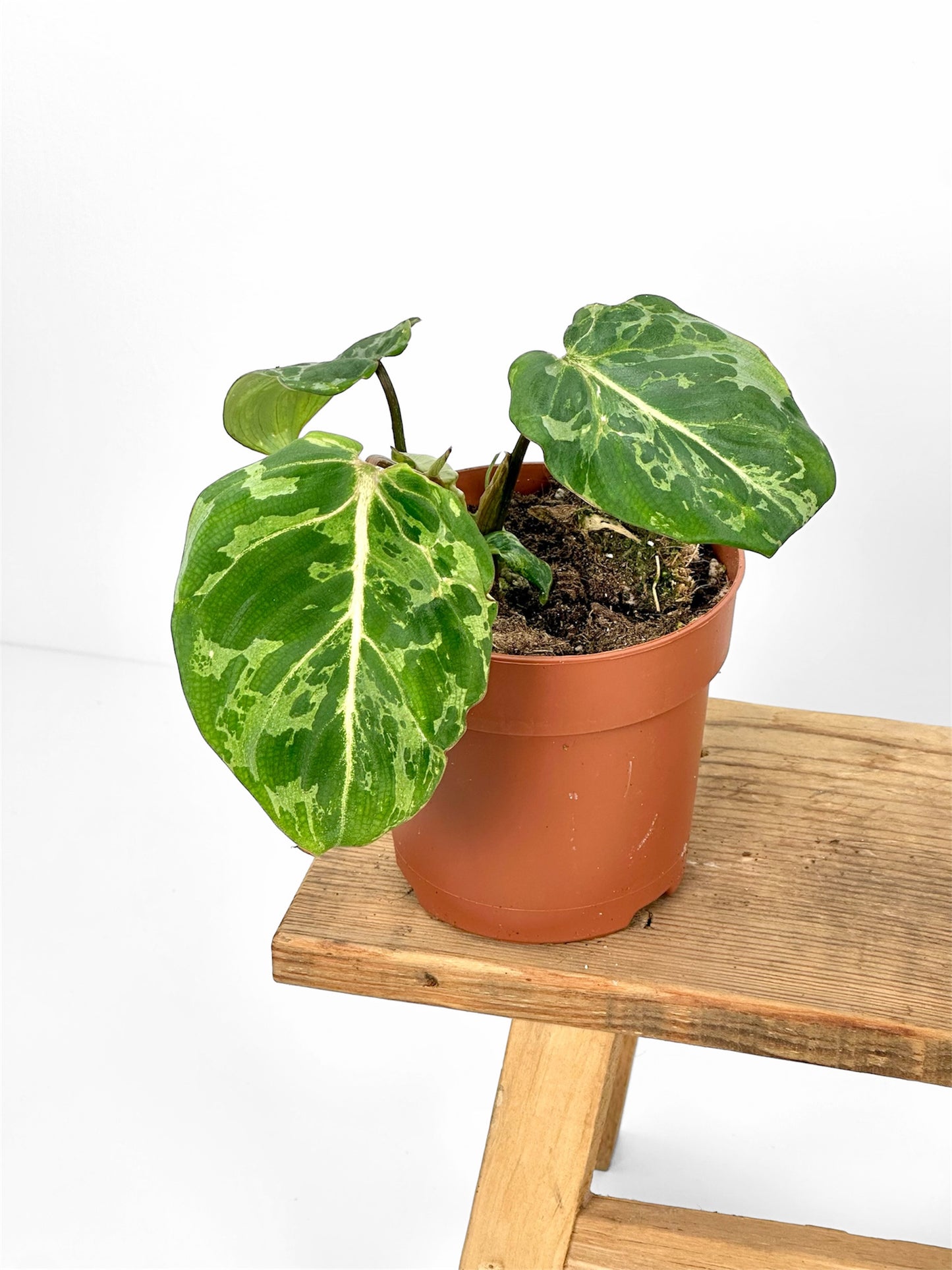 Philodendron Gloriosum variegta