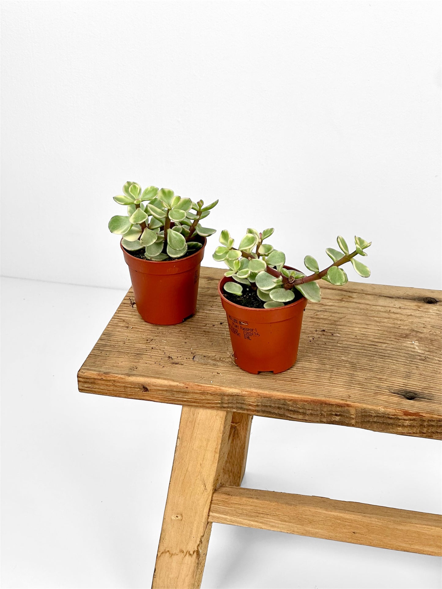Portulacaria Afra Variegata - Baby plant