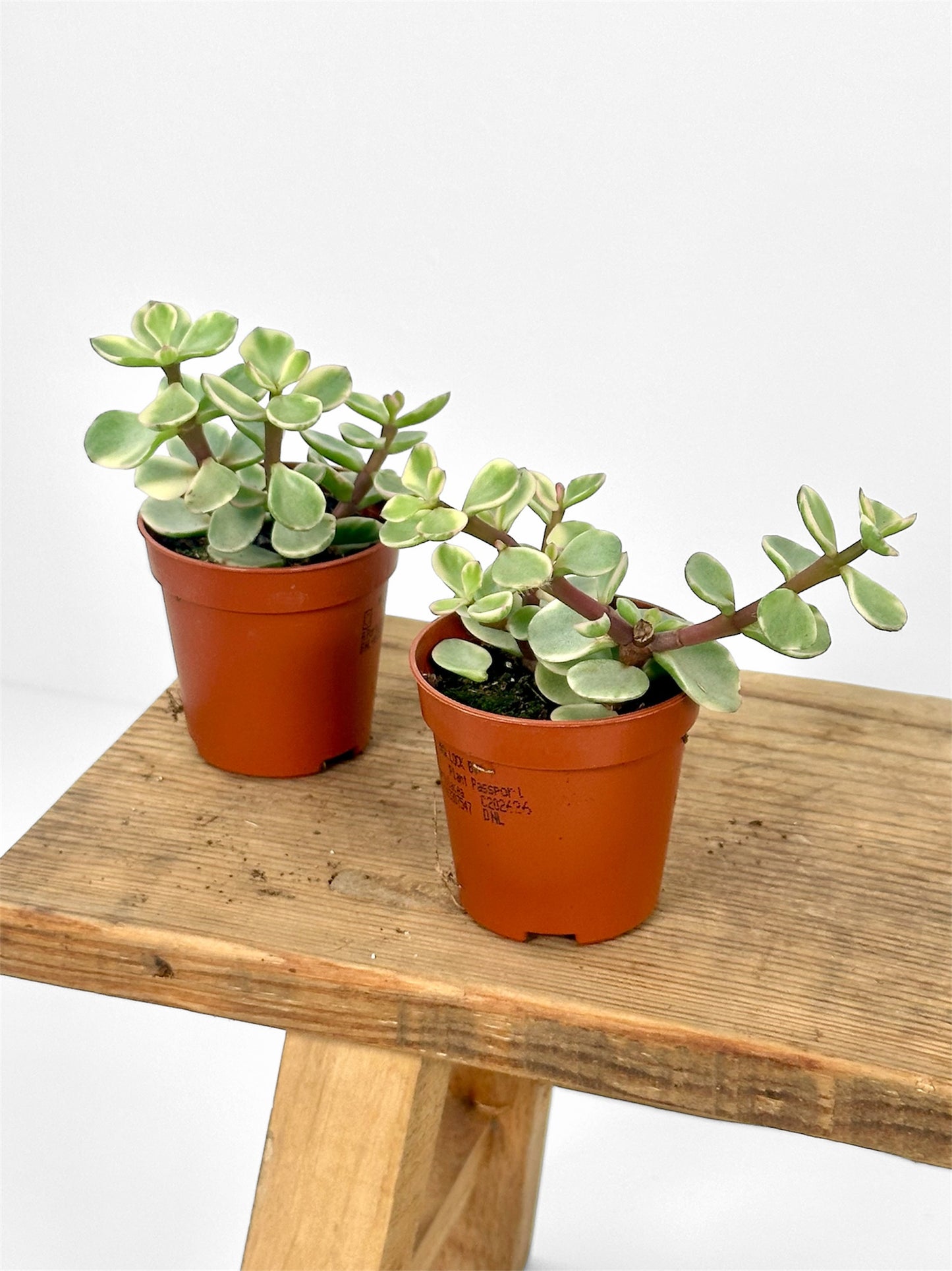 Portulacaria Afra Variegata - Baby plant