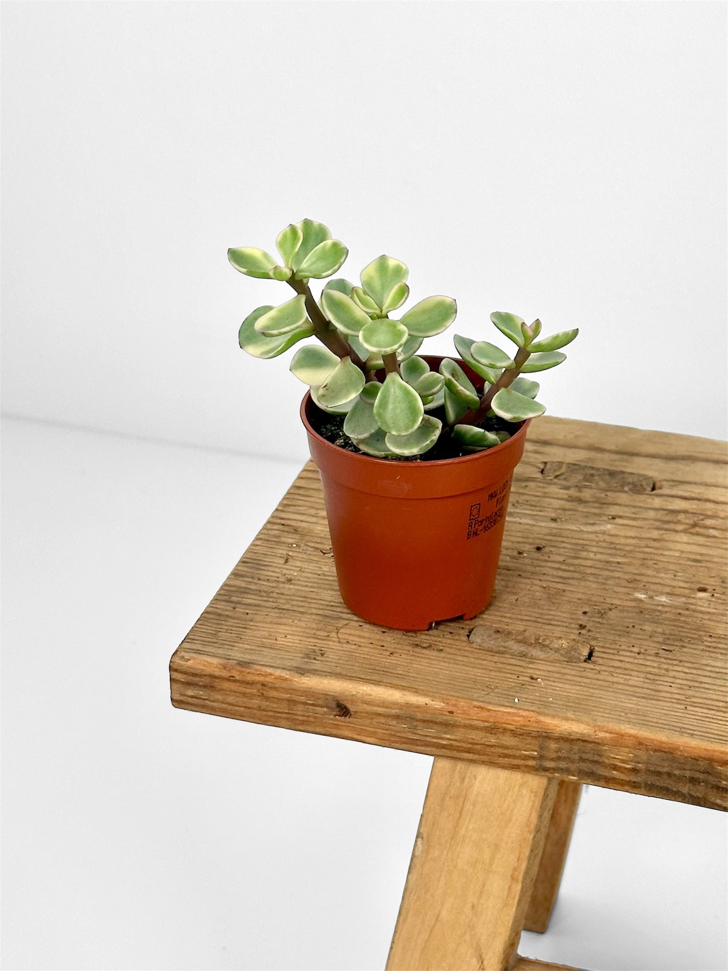 Portulacaria Afra Variegata - Baby plant