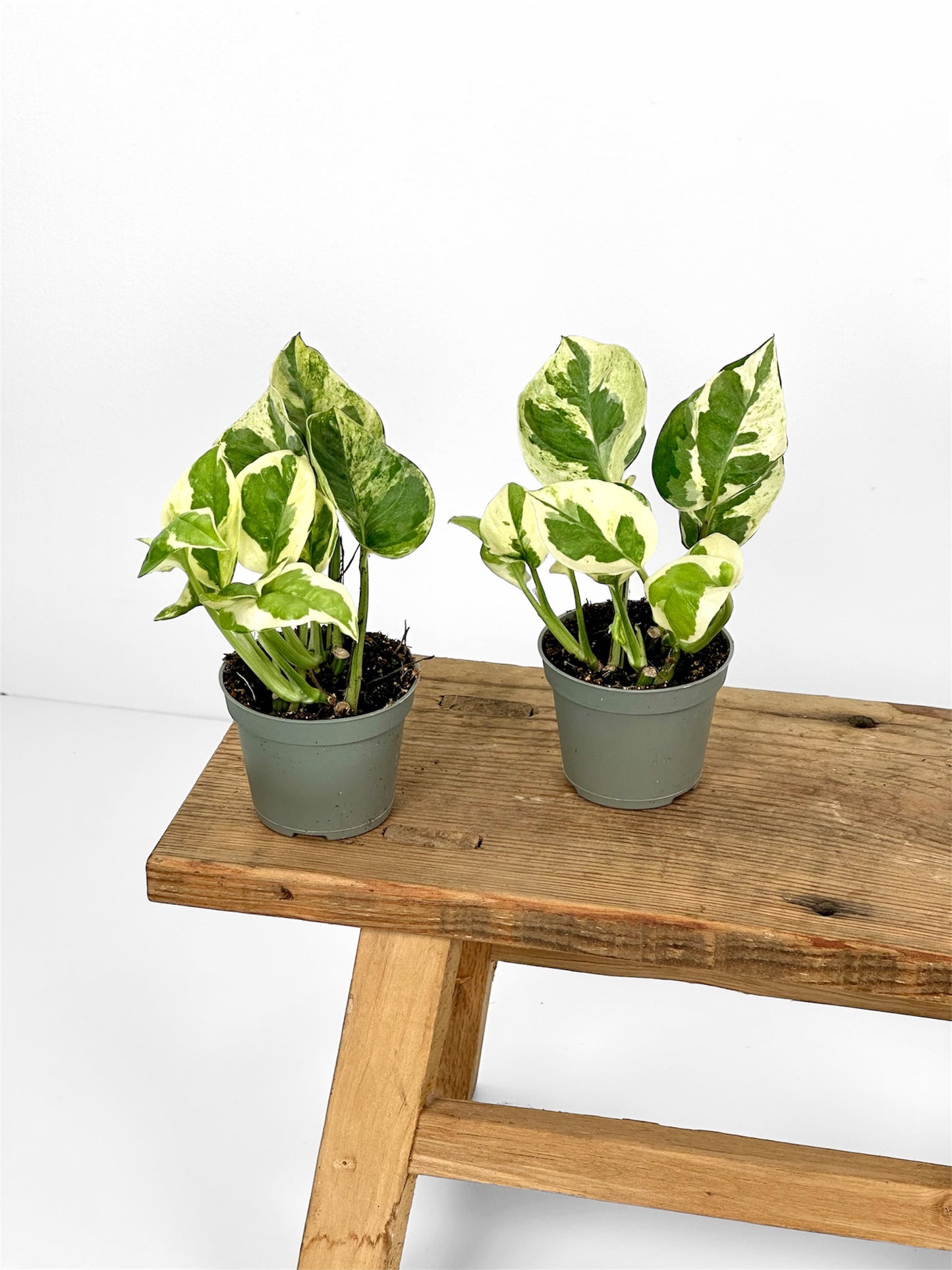 Epipremnum N’Joy - Baby plant
