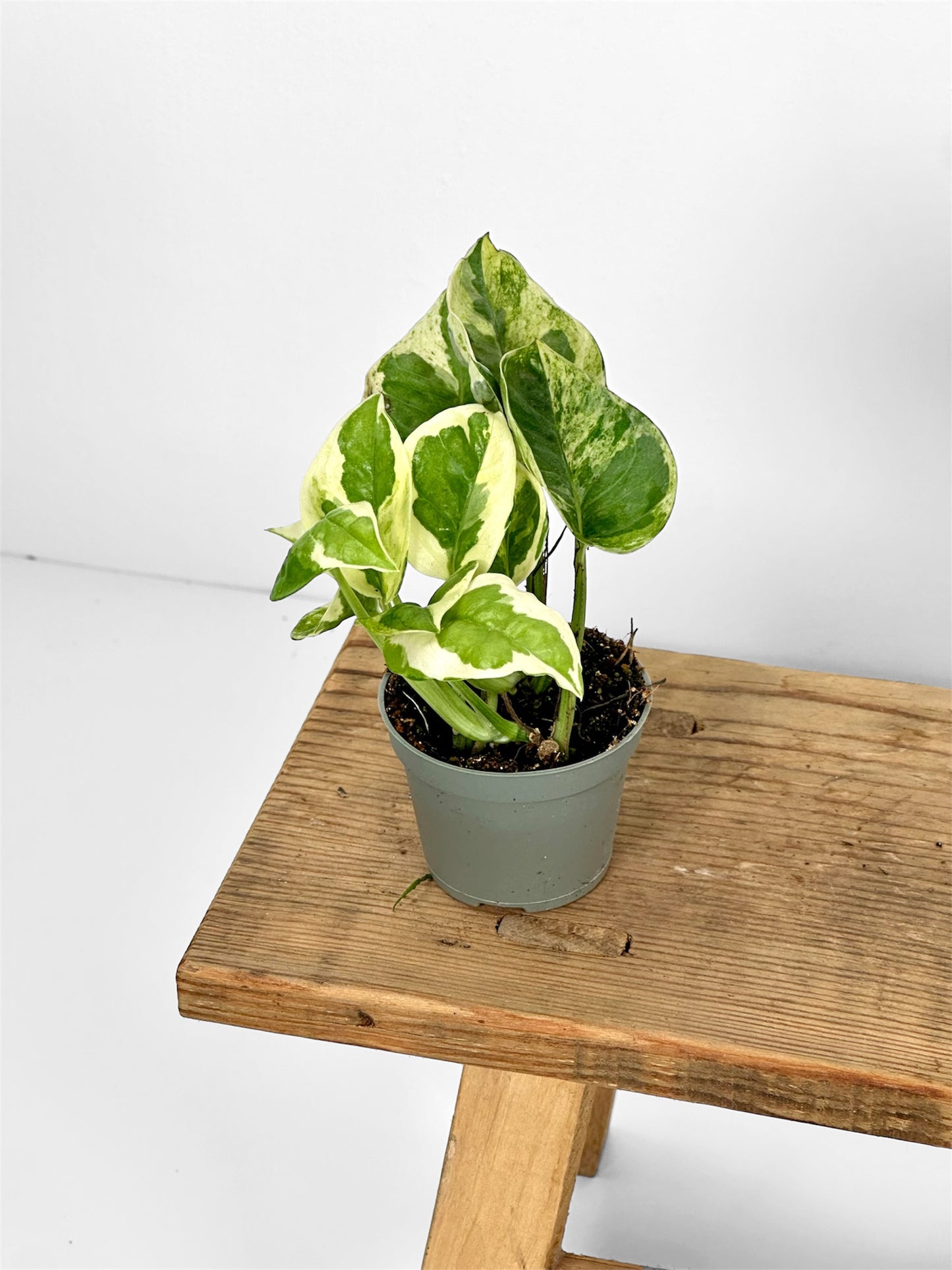 Epipremnum N’Joy - Baby plant