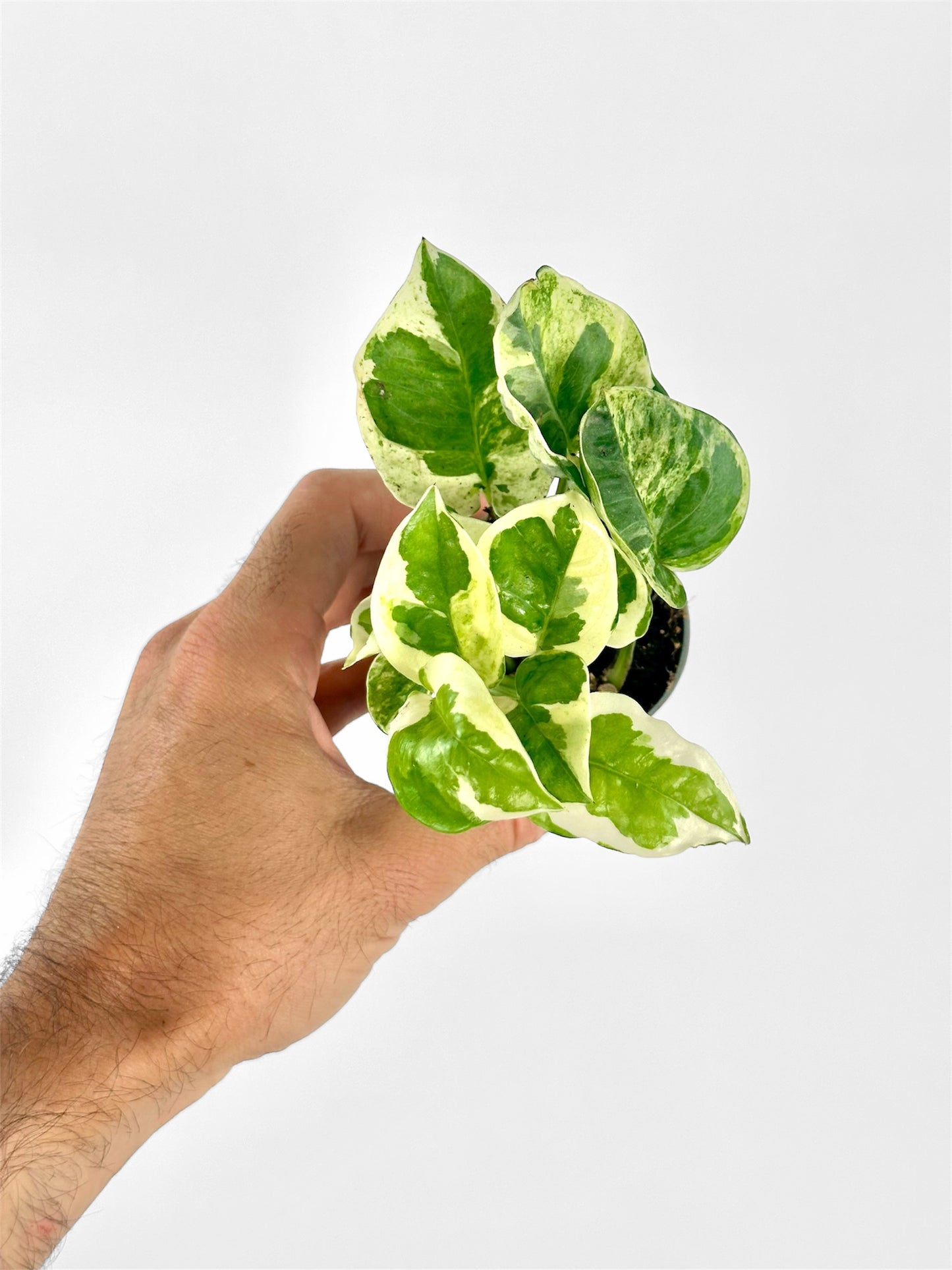 Epipremnum N’Joy - Baby plant