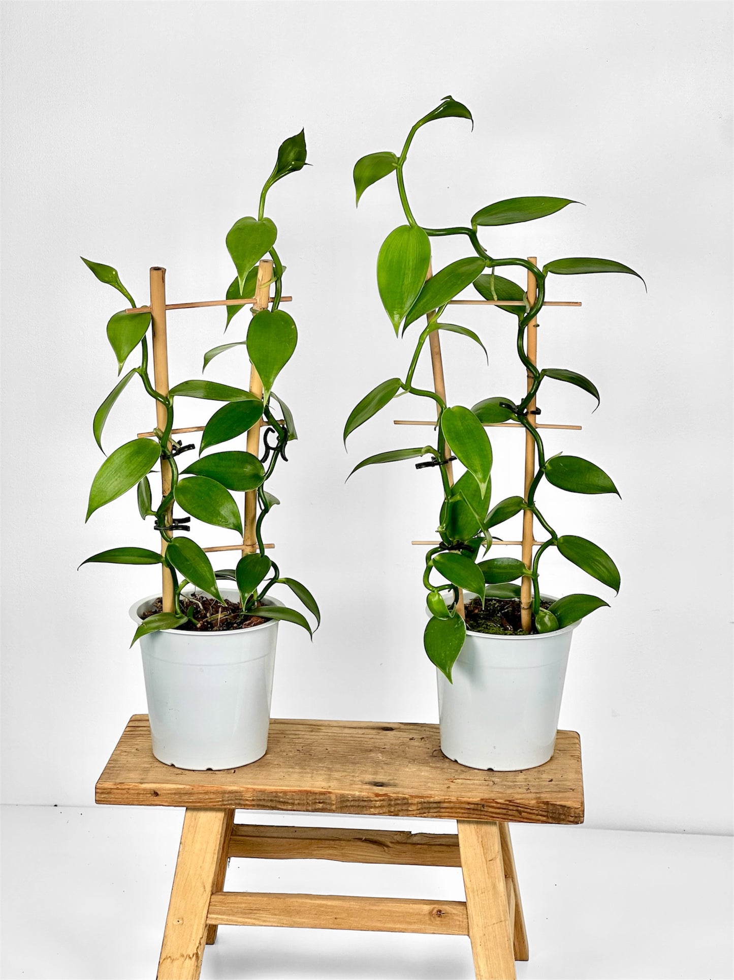 Plante de vanille ''Vanilla Planifolia''