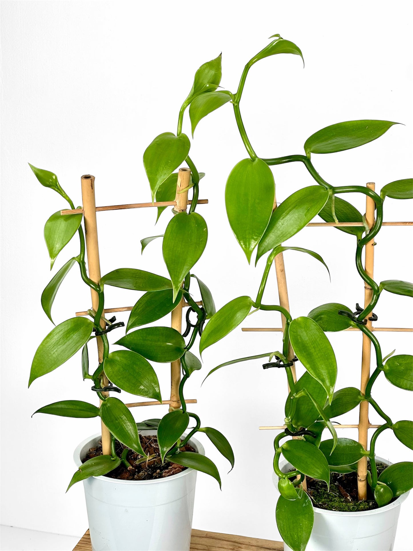 Plante de vanille ''Vanilla Planifolia''