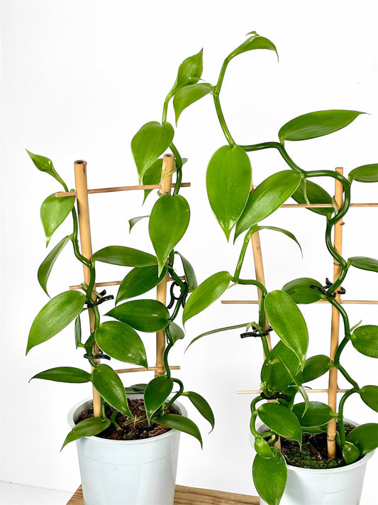 Plante de vanille ''Vanilla Planifolia''