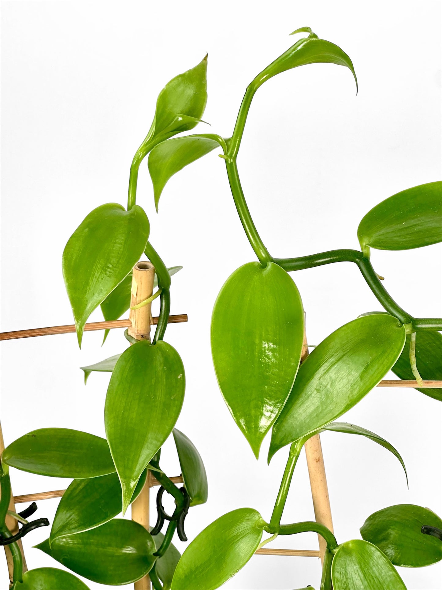 Plante de vanille ''Vanilla Planifolia''