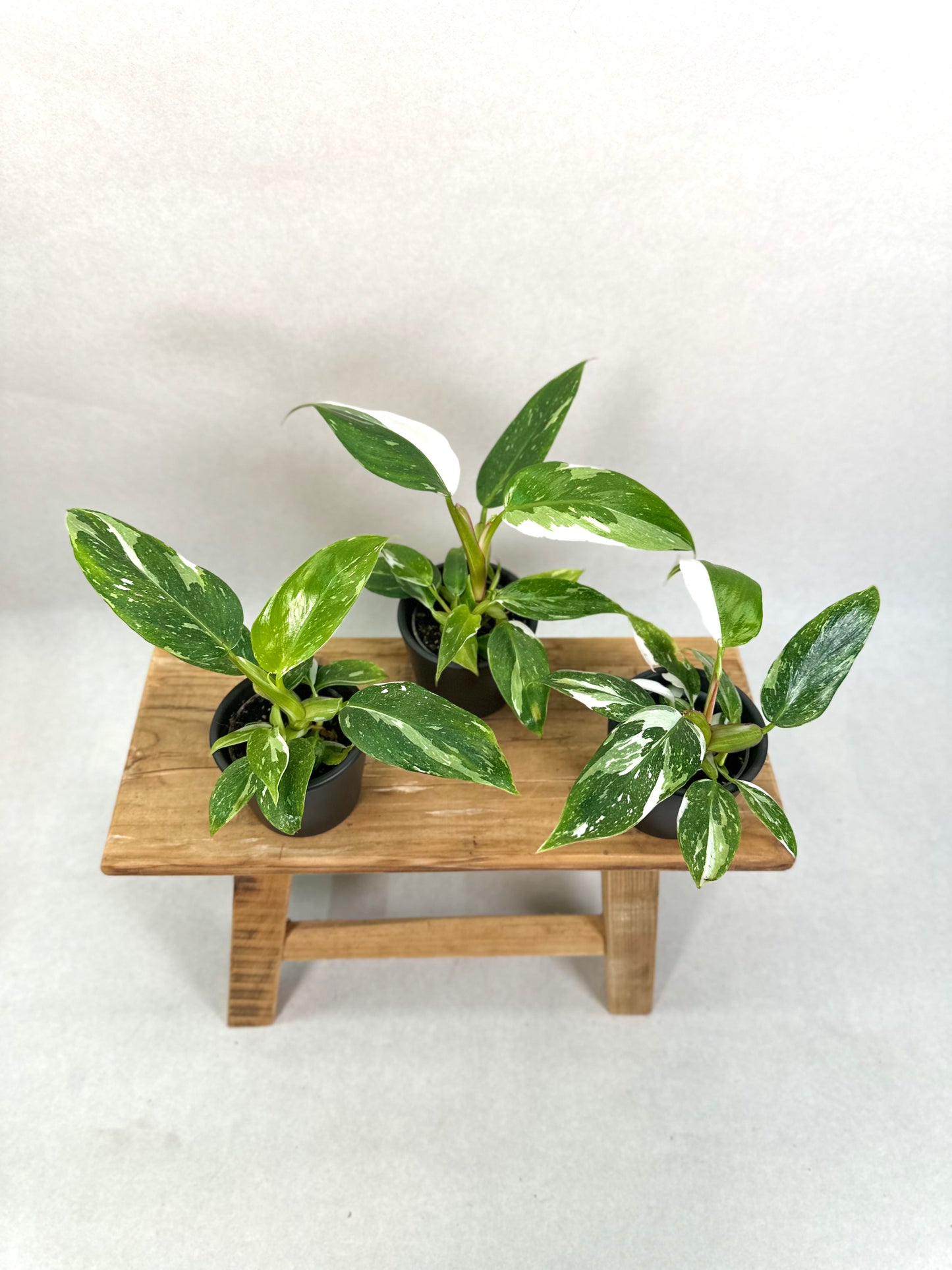 Philodendron White Princess - Baby plant