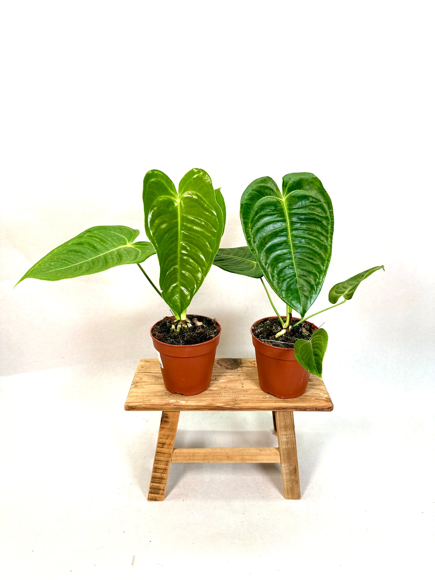 Anthurium Veitchii