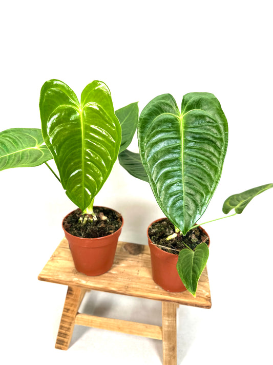 Anthurium Veitchii