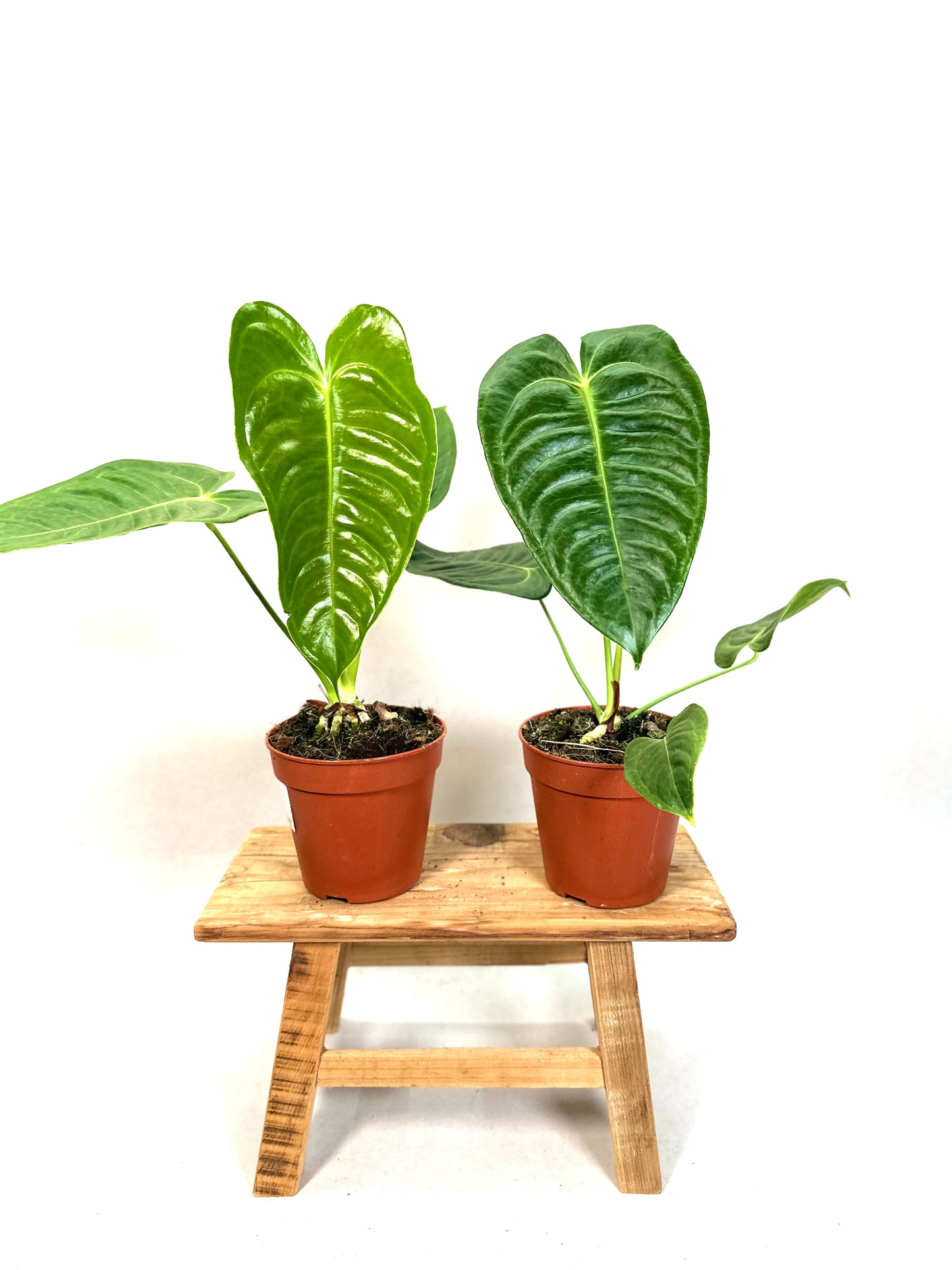 Anthurium Veitchii