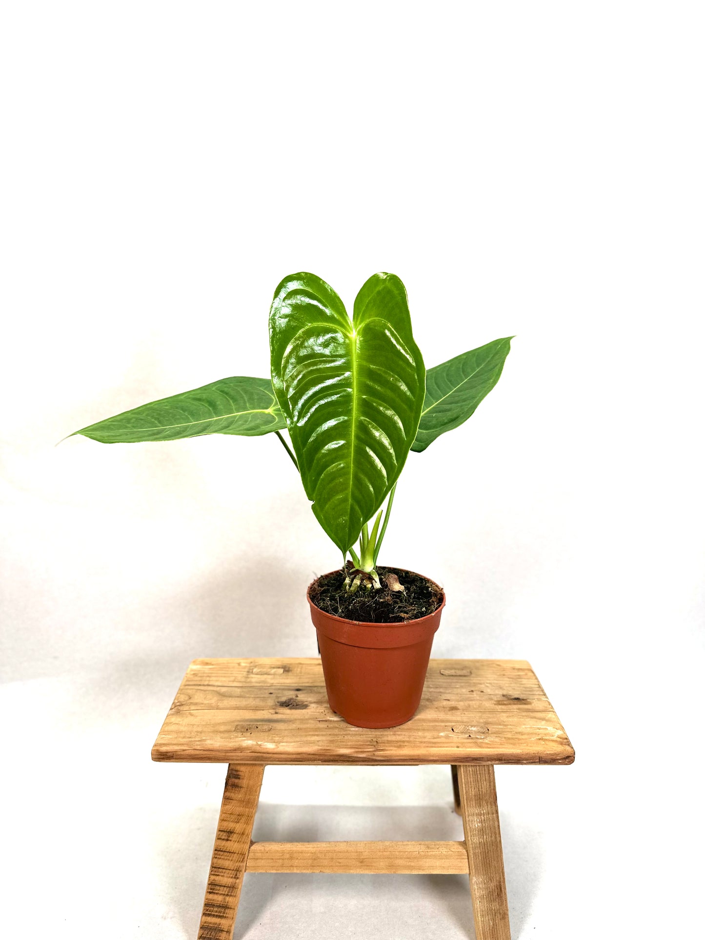 Anthurium Veitchii