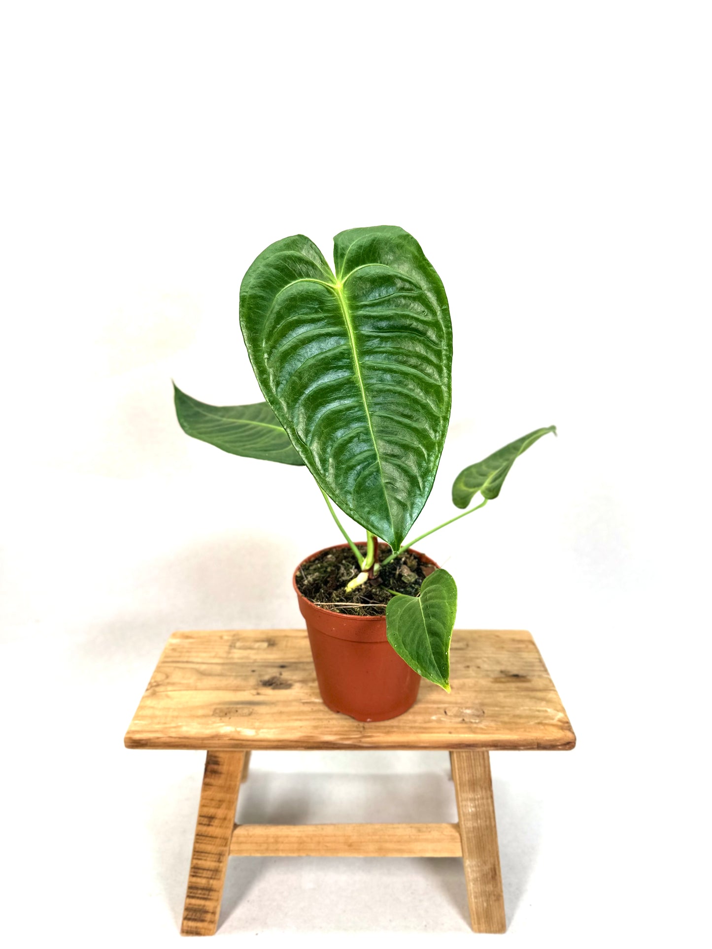 Anthurium Veitchii