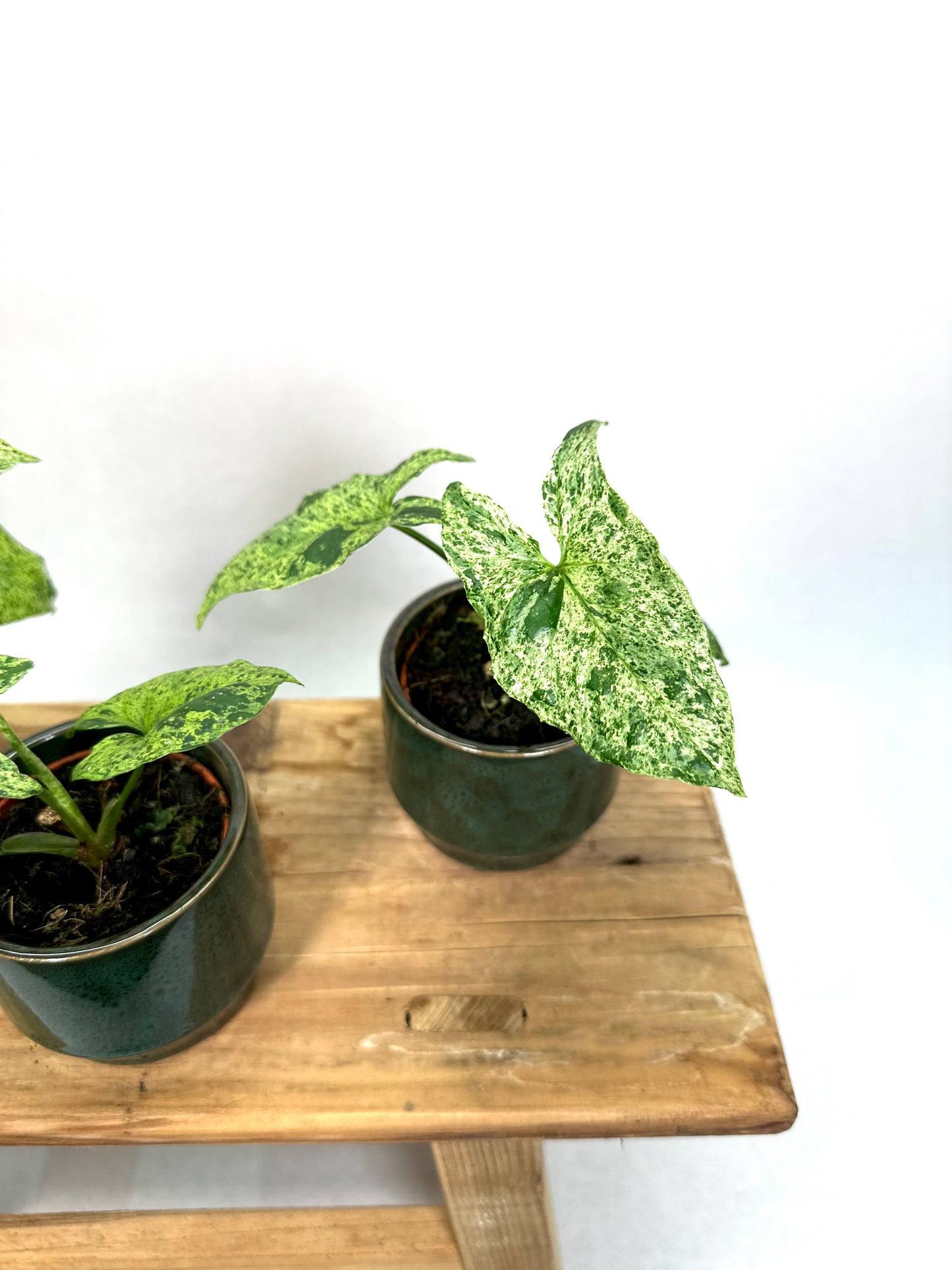Syngonium Mottled Mojito - Baby plant