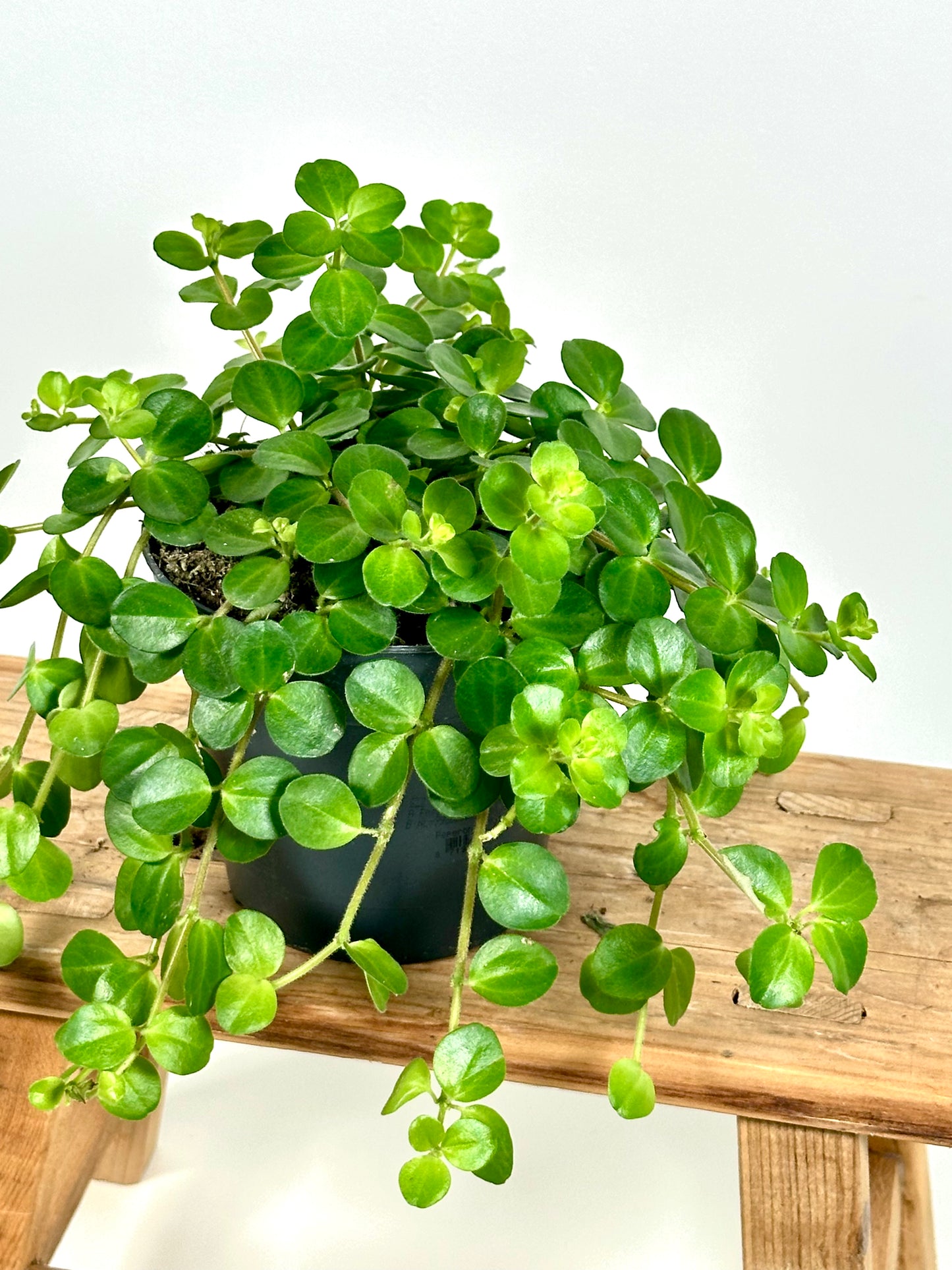 Peperomia Rotundifolia