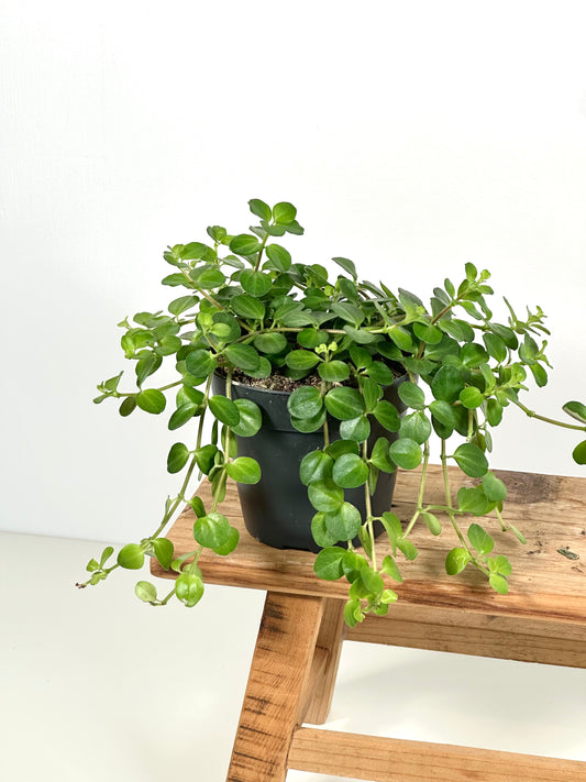Peperomia Rotundifolia