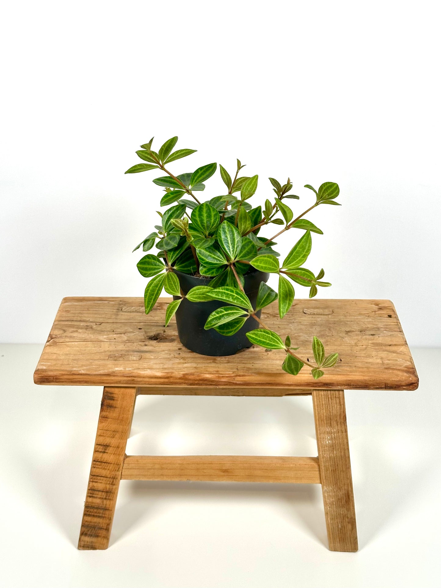 Peperomia Angulata Rocca