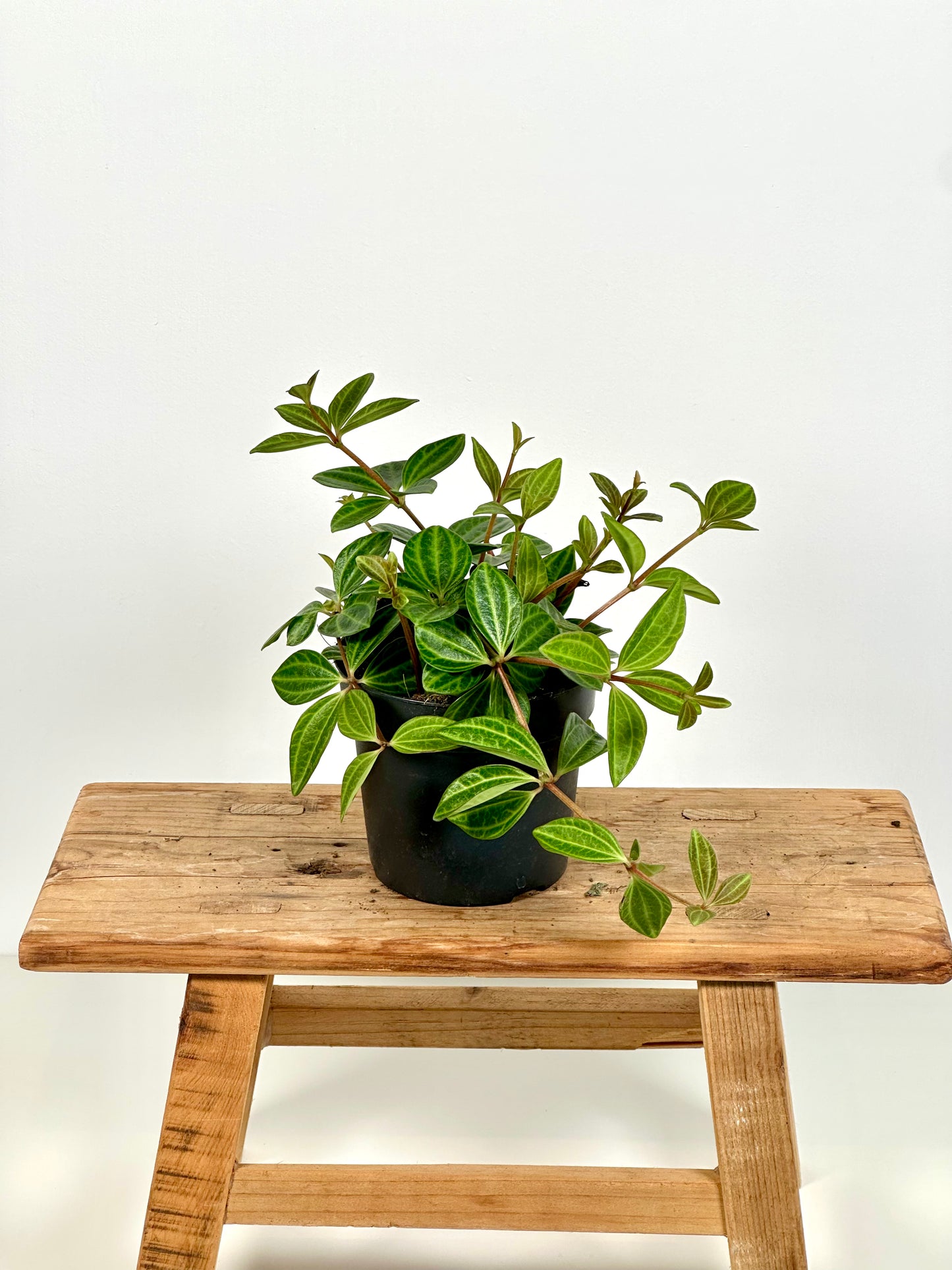 Peperomia Angulata Rocca