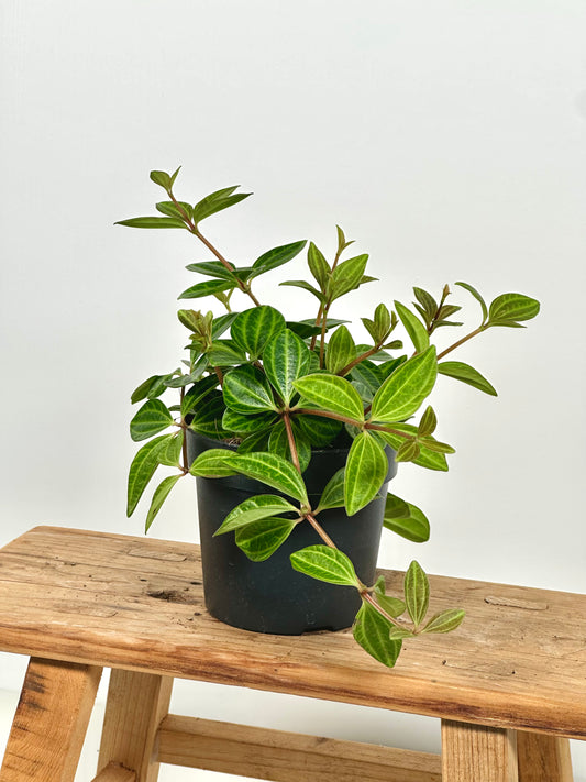 Peperomia Angulata Rocca