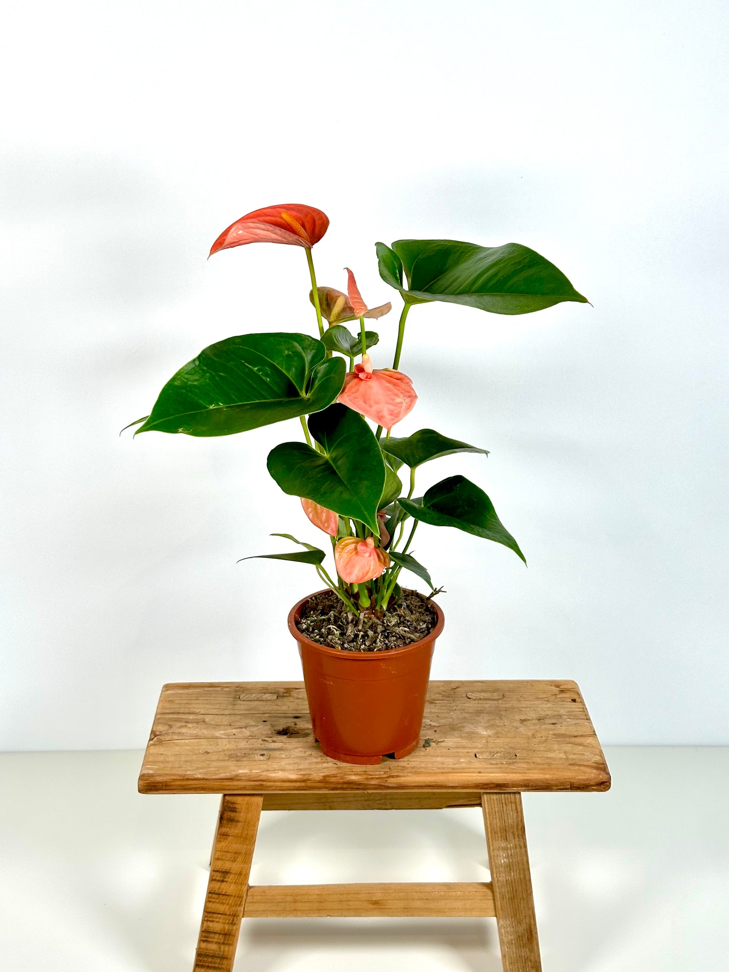 Anthurium Royal Rose
