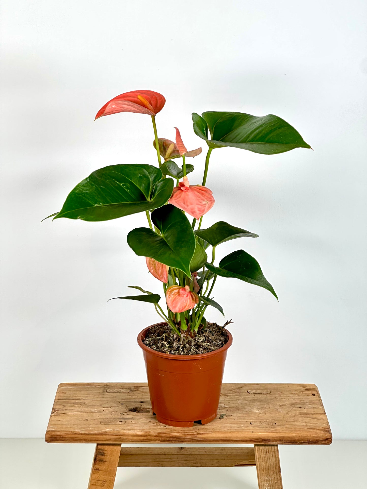 Anthurium Royal Rose