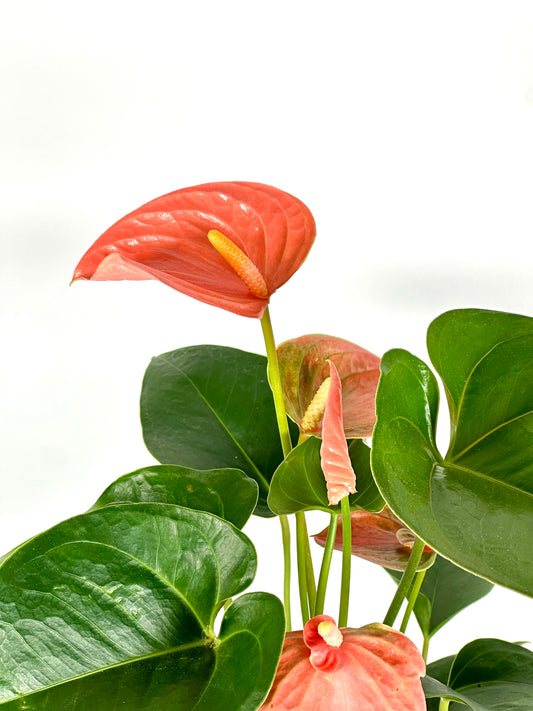 Anthurium Royal Rose