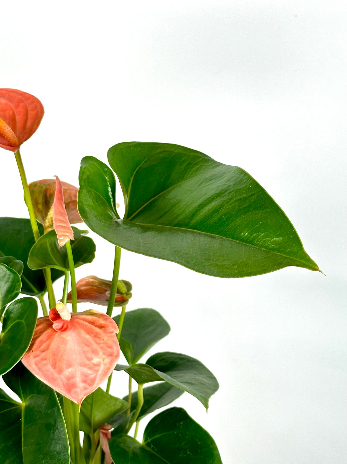 Anthurium Royal Rose