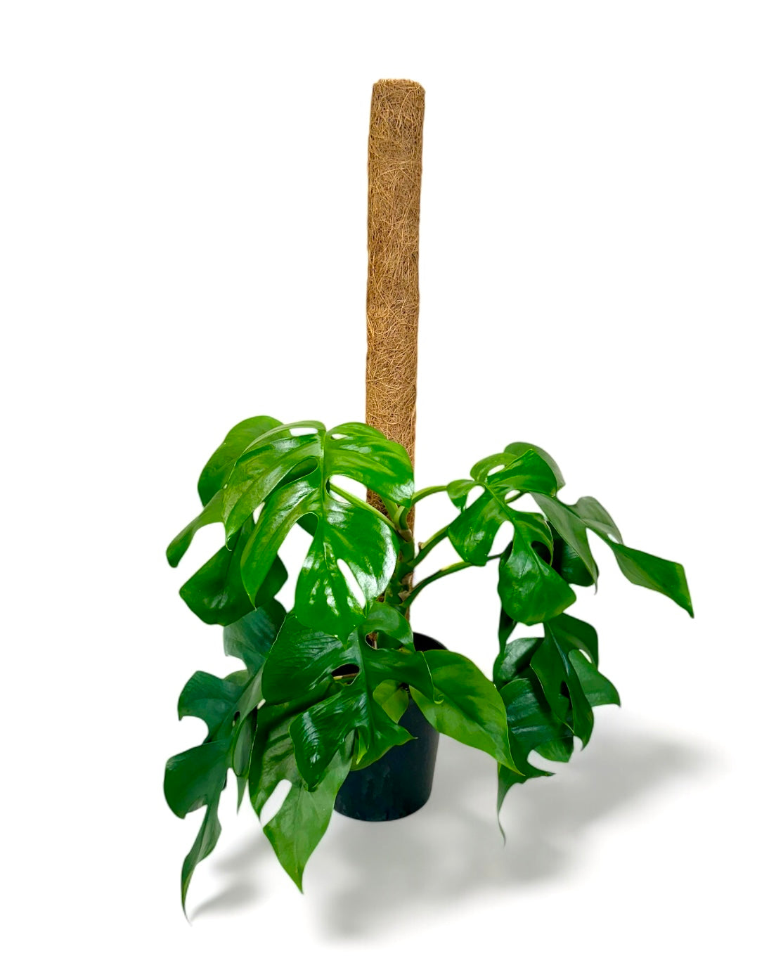 Windhager Tuteur Extensible En Fibres De Coco 60 Cm - Support Plantes Naturel
