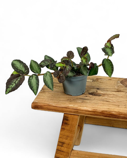 Pelliona repens - Baby plant