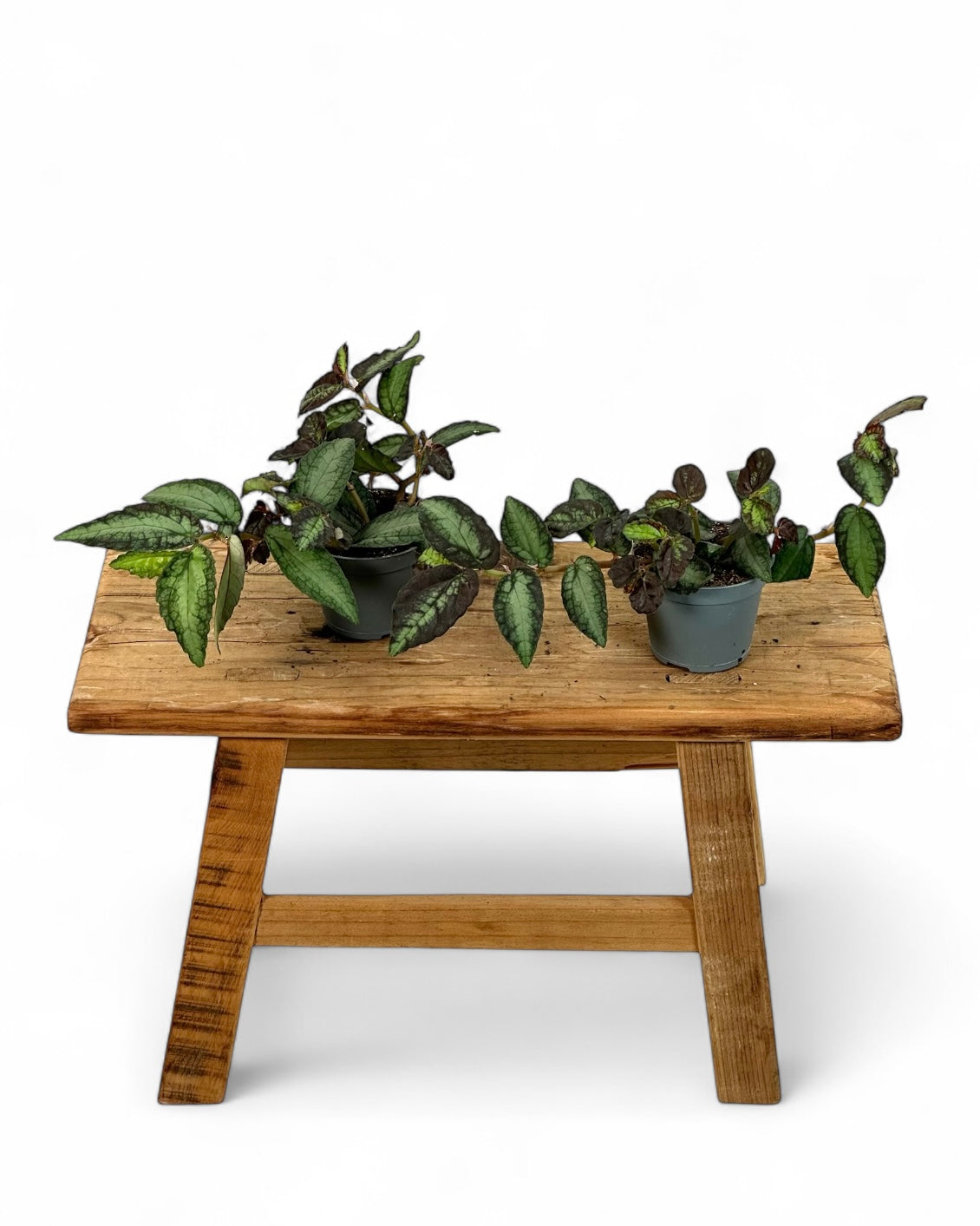 Pelliona repens - Baby plant