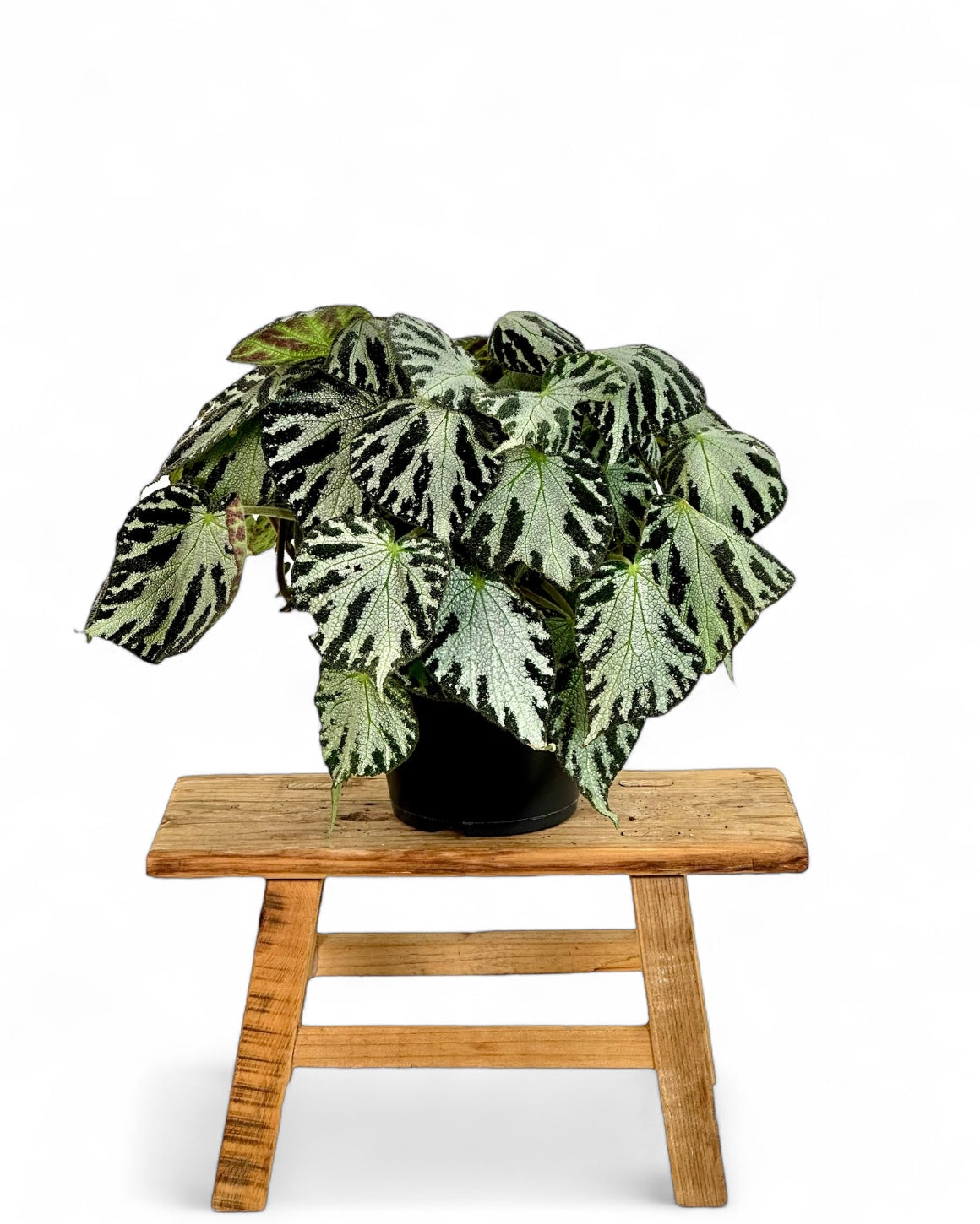 Begonia Silver Jewel