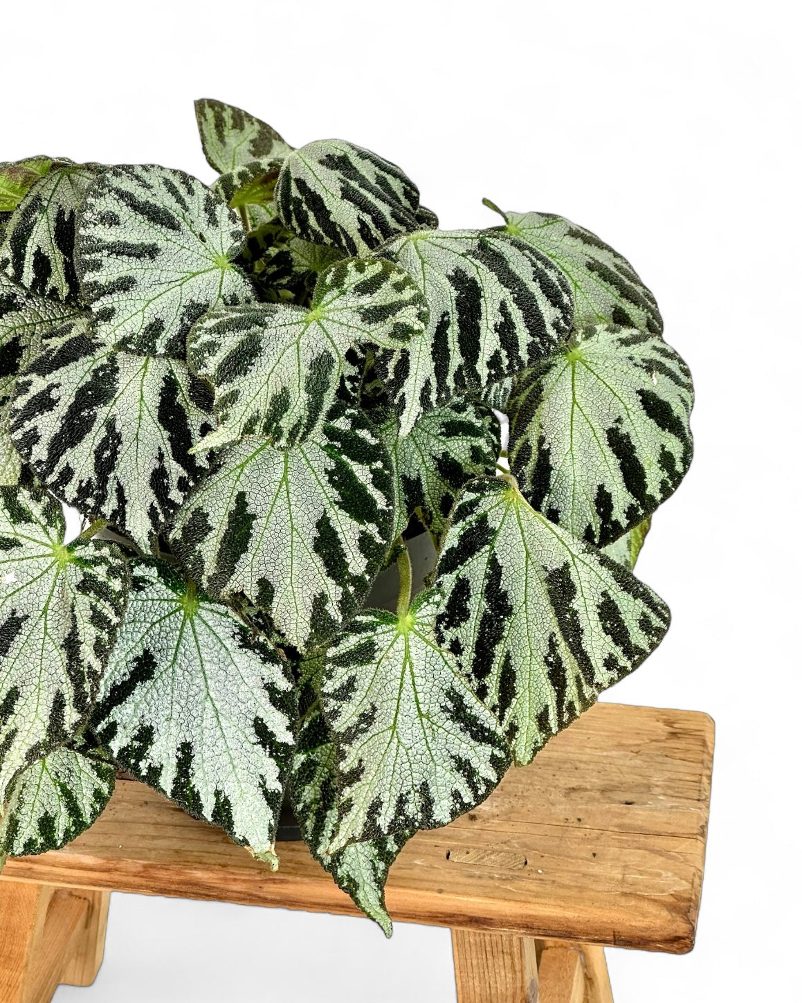 Begonia Silver Jewel