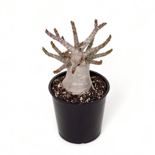 Adenium Obesum Baobab - Rose du désert