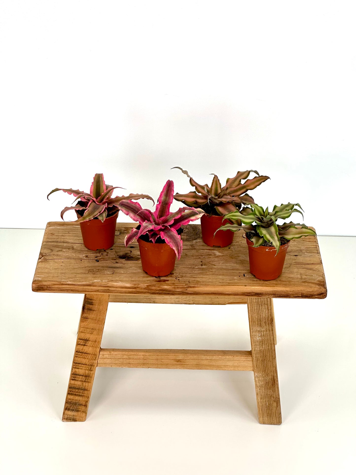 Cryptanthus - Baby plant - LUCKY DIP