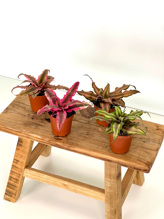 Cryptanthus - Baby plant - LUCKY DIP