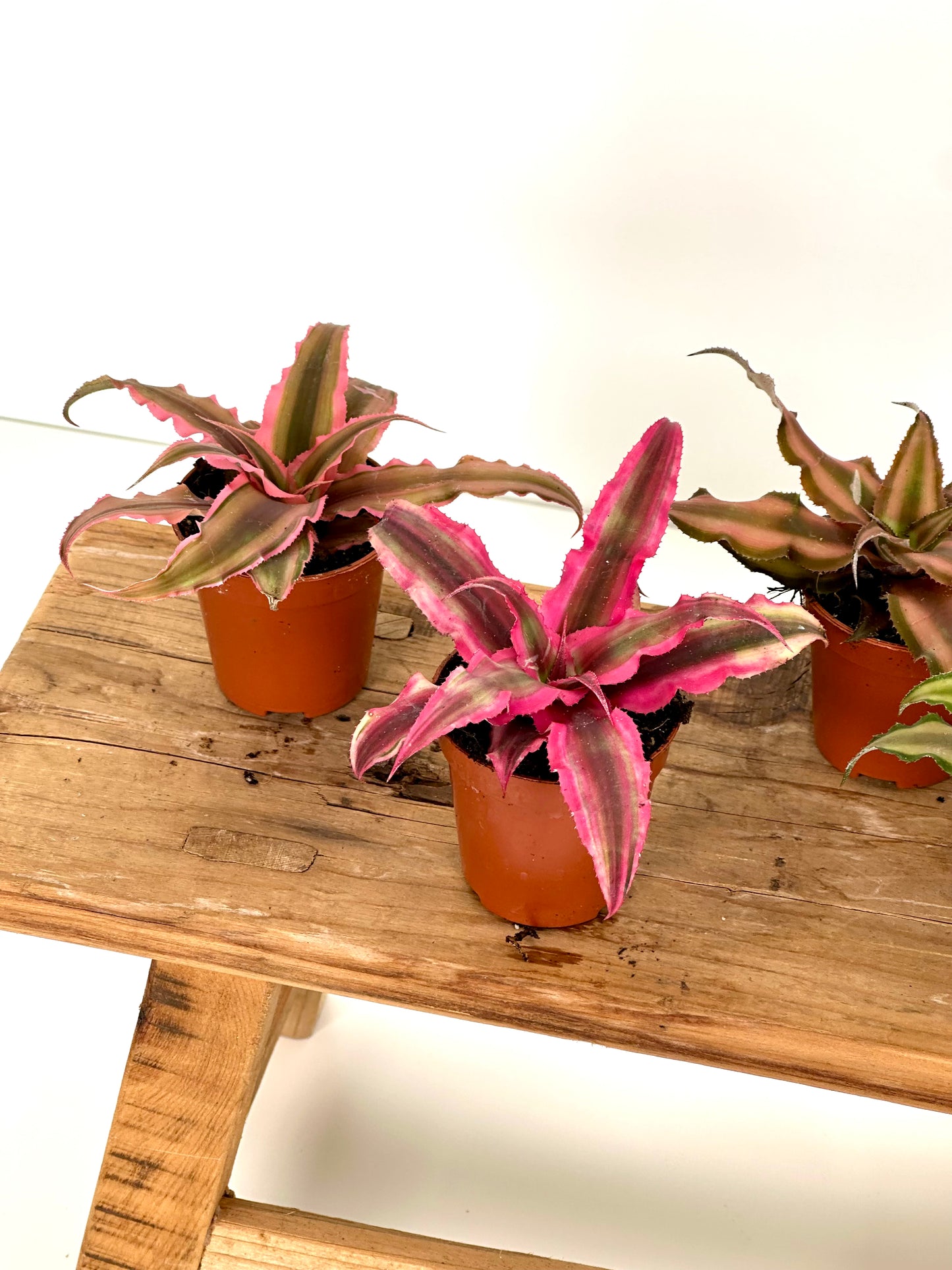 Cryptanthus - Baby plant - LUCKY DIP